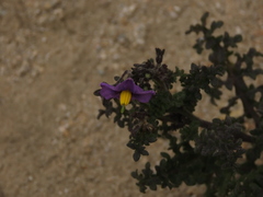 Solanum remyanum