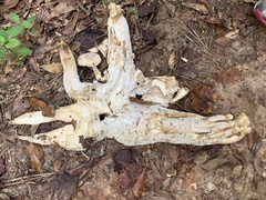Fungi