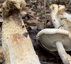Fungi