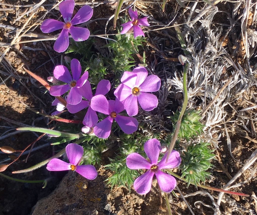 Tufted Phlox