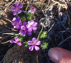 Phlox douglasii