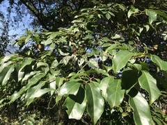 Nekemias cantoniensis