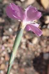 Dianthus thunbergii