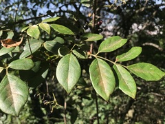 Nekemias cantoniensis