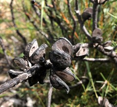 Hakea vittata