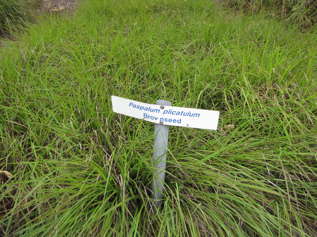 Brownseed Paspalum (Nash Prairie Plants List) · iNaturalist