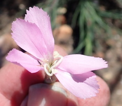 Dianthus thunbergii