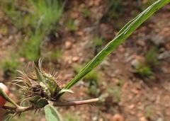 Crabbea angustifolia