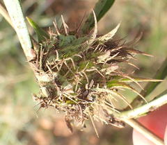 Crabbea angustifolia