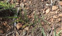 Crabbea angustifolia