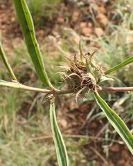 Crabbea angustifolia