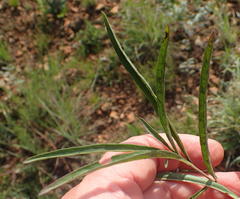 Crabbea angustifolia