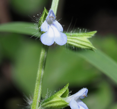 Salvia podadena