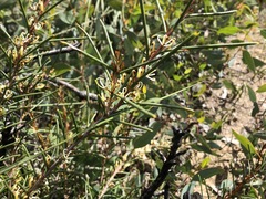 Hakea vittata