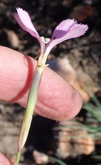 Dianthus thunbergii