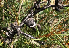 Hakea vittata