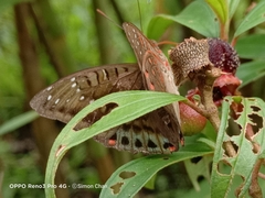 Euthalia adonia pinwilli