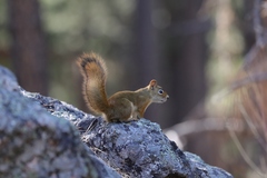 Tamiasciurus hudsonicus dakotensis