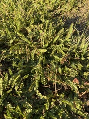 Ornithopus perpusillus