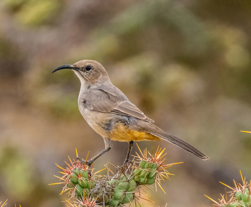 LeConte's Thrasher