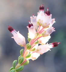 Erica petraea