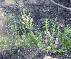 Erica petraea