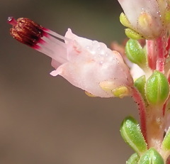 Erica petraea