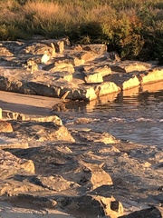Nycticorax nycticorax