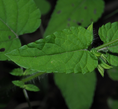 Salvia podadena