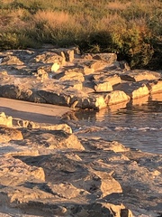Nycticorax nycticorax