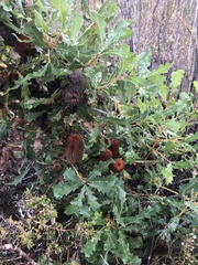 Banksia quercifolia