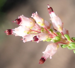 Erica petraea