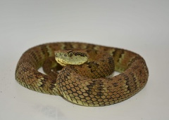 Bothrops pulcher