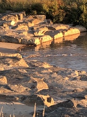 Nycticorax nycticorax