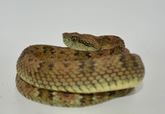 Bothrops pulcher