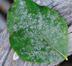 Erysiphe adunca adunca