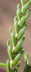 Erica petraea