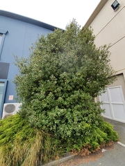 Pittosporum tenuifolium