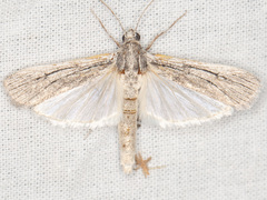 Cahela ponderosella