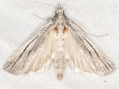 Cahela ponderosella