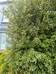 Pittosporum tenuifolium