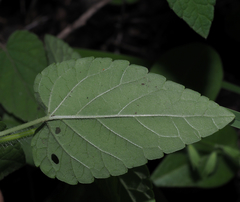 Salvia podadena