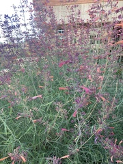 Agastache rupestris
