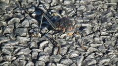 Acanthoplus discoidalis