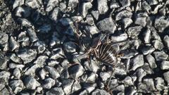 Acanthoplus discoidalis