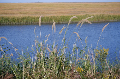 Image of Setaria magna by (c) Bonnie Semmling, some rights reserved (CC BY)