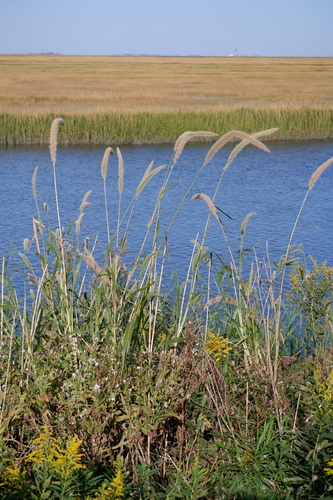 Image of Setaria magna by (c) Bonnie Semmling, some rights reserved (CC BY)