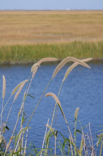 Image of Setaria magna by (c) Bonnie Semmling, some rights reserved (CC BY)