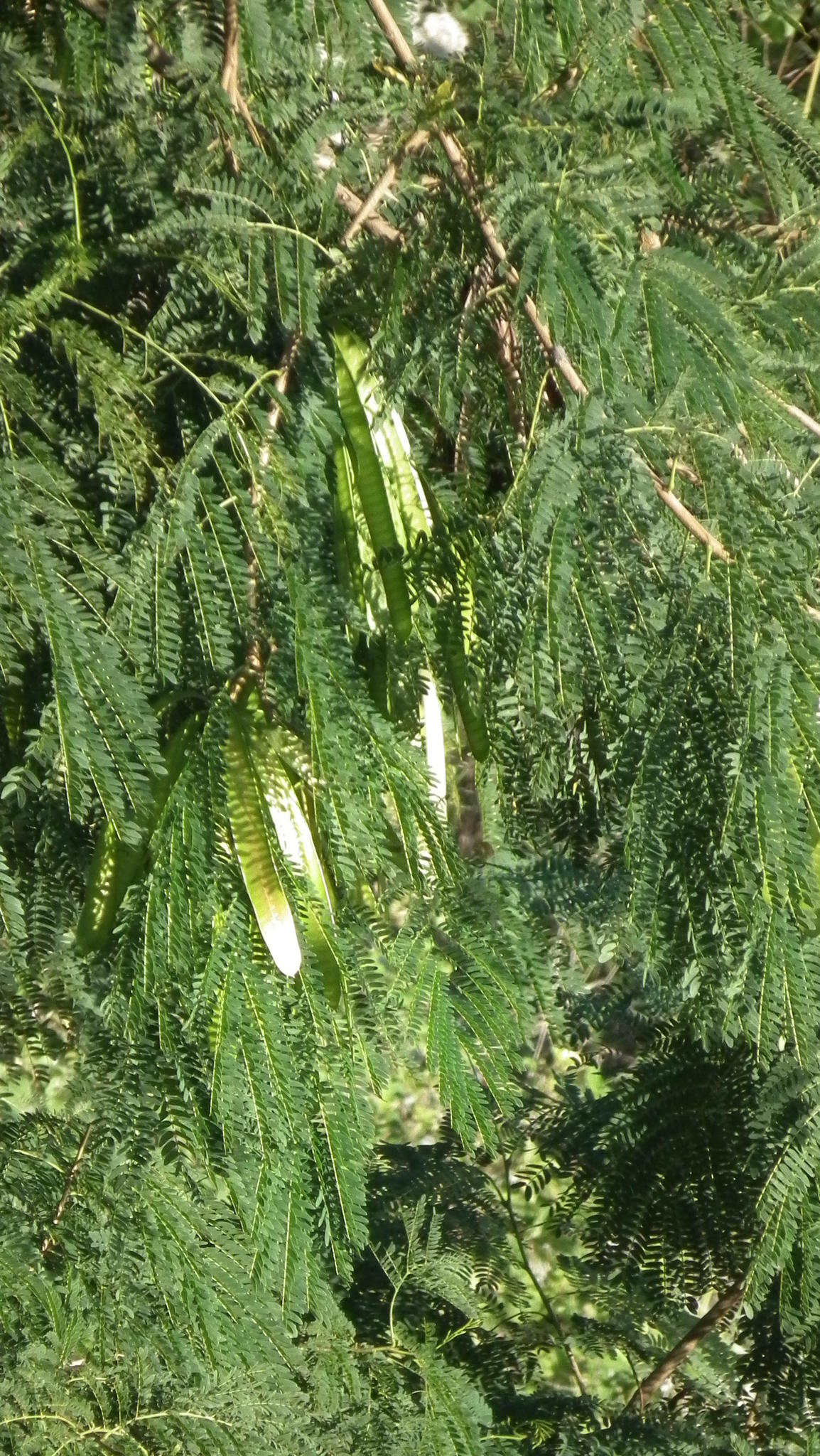 Leucaena leucocephala ssp. leucocephala