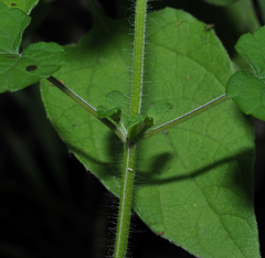 Salvia podadena
